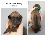 1day_green