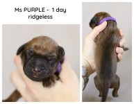 1day_purple