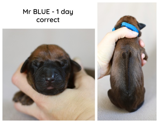 1day_blue