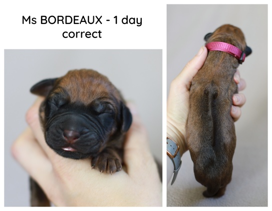1day_bordeaux