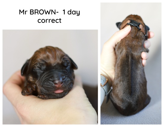 1day_brown