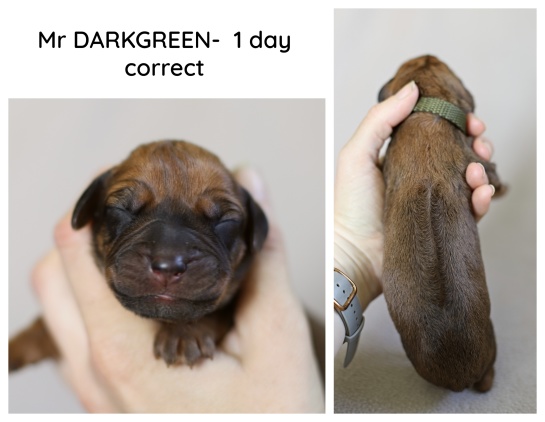 1day_darkgreen