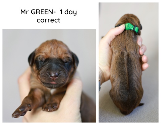 1day_green