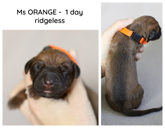 1day_orange