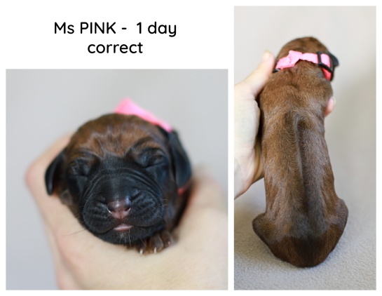 1day_pink