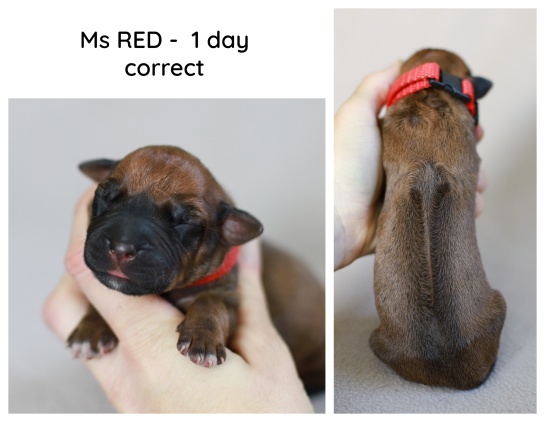 1day_red