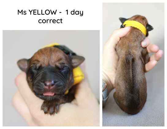 1day_yellow