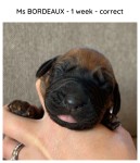 1week_bordeaux