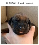 1week_brown