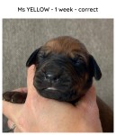 1week_yellow
