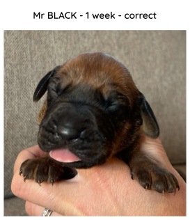 1week_black