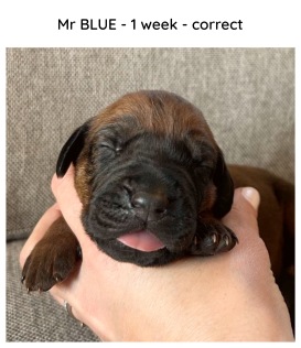 1week_blue