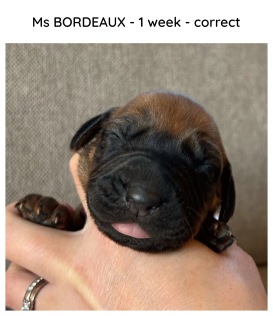 1week_bordeaux