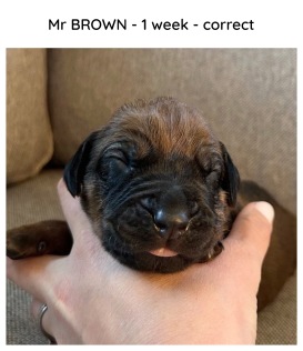 1week_brown