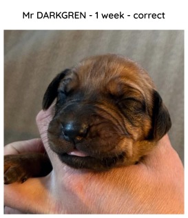 1week_darkgreen