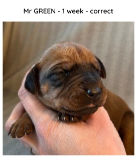 1week_green
