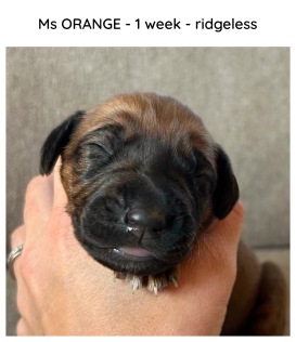 1week_orange