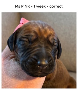 1week_pink