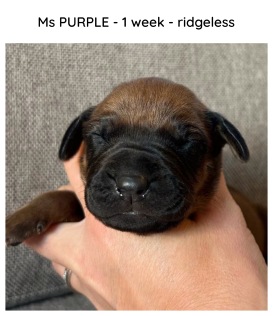 1week_purple