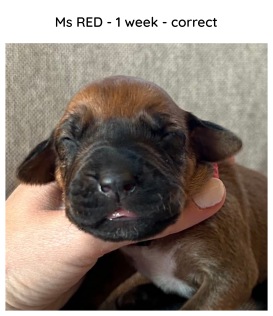 1week_red