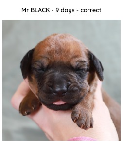9ds_black