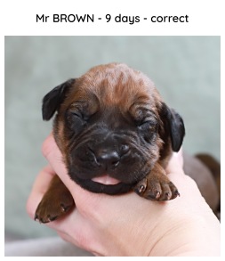 9ds_brown