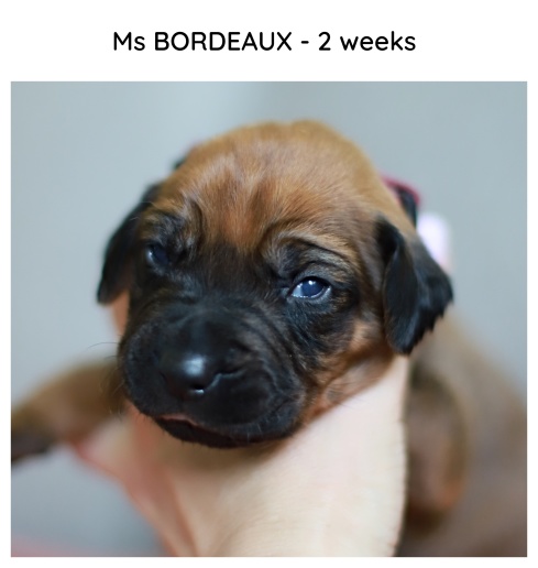 2weeks_brodeaux