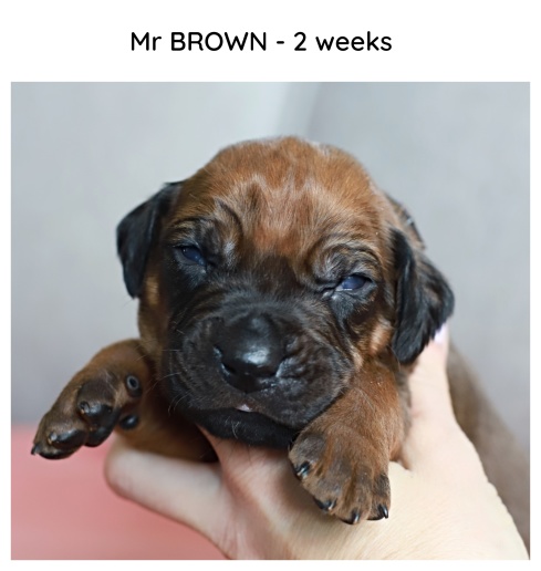 2weeks_brown