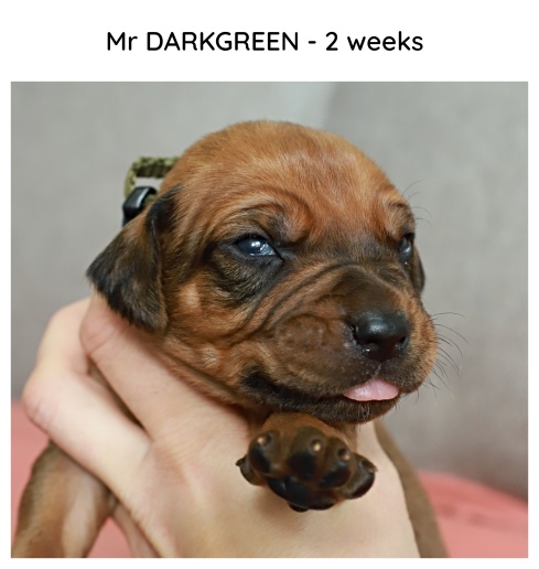 2weeks_darkgreen