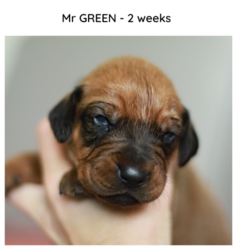 2weeks_green