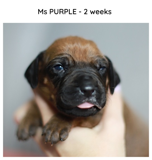 2weeks_purple