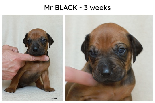 3weeks_black
