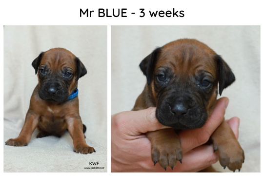 3weeks_blue
