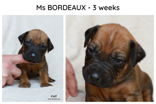 3weeks_bordeaux