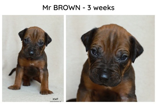 3weeks_brown