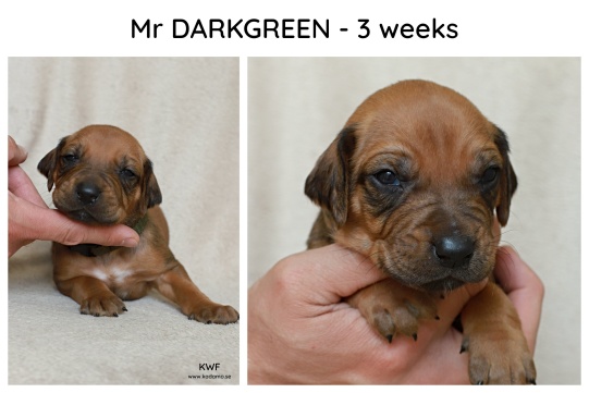 3weeks_darkgreen