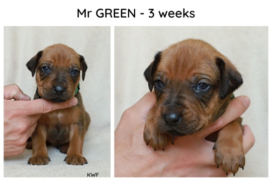 3weeks_green