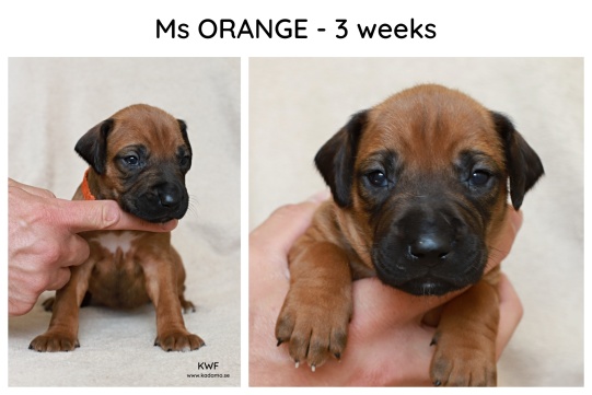 3weeks_orange