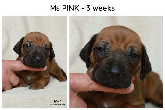 3weeks_pink
