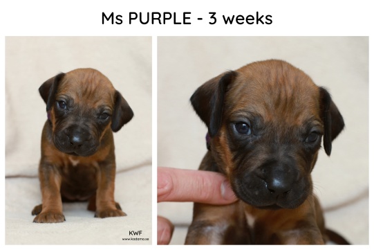 3weeks_purple