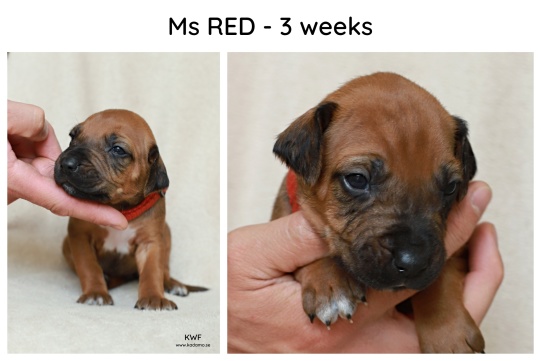 3weeks_red