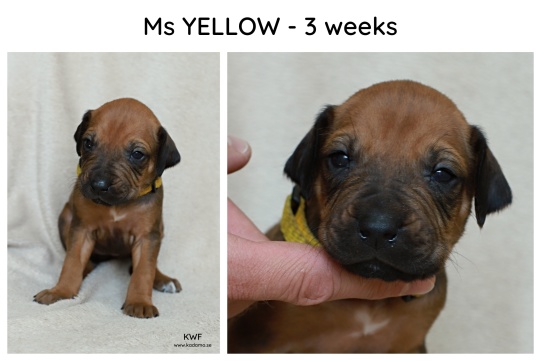 3weeks_yellow