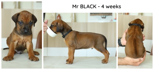 4wks_black