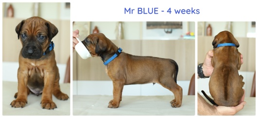 4wks_blue