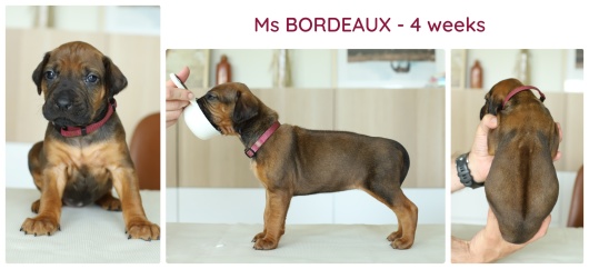 4wks_bordeaux