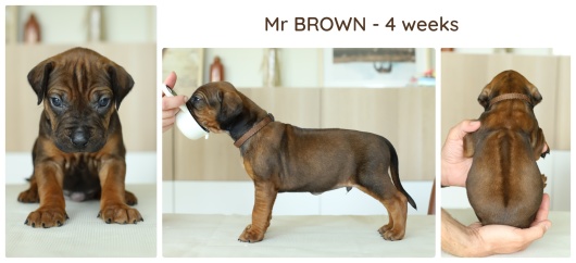 4wks_brown