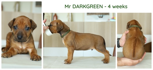 4wks_darkgreen