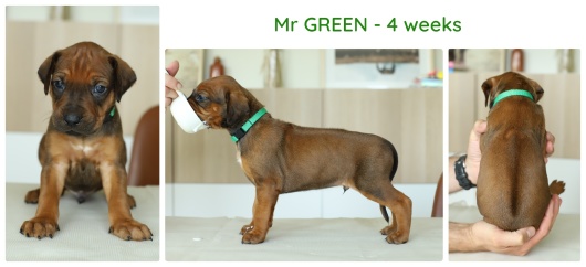 4wks_green