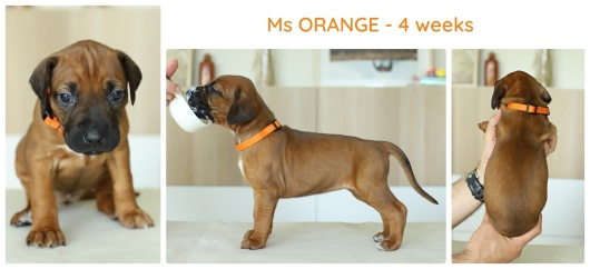4wks_orange