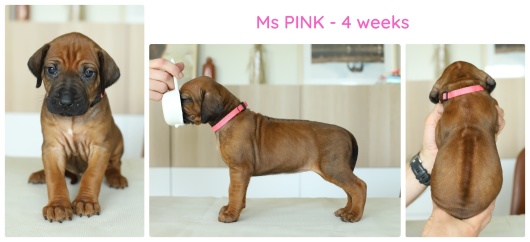 4wks_pink